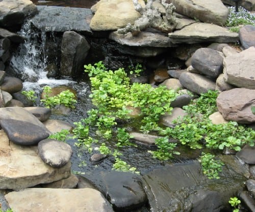 pond